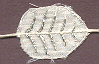CLOM 118 CLOM 118